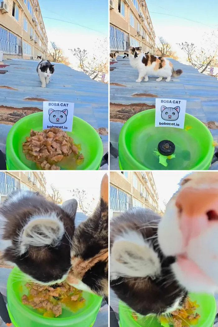 This Guy Has A Clever Way Of Feeding Strays That Might Melt Your Heart (50 Pics)