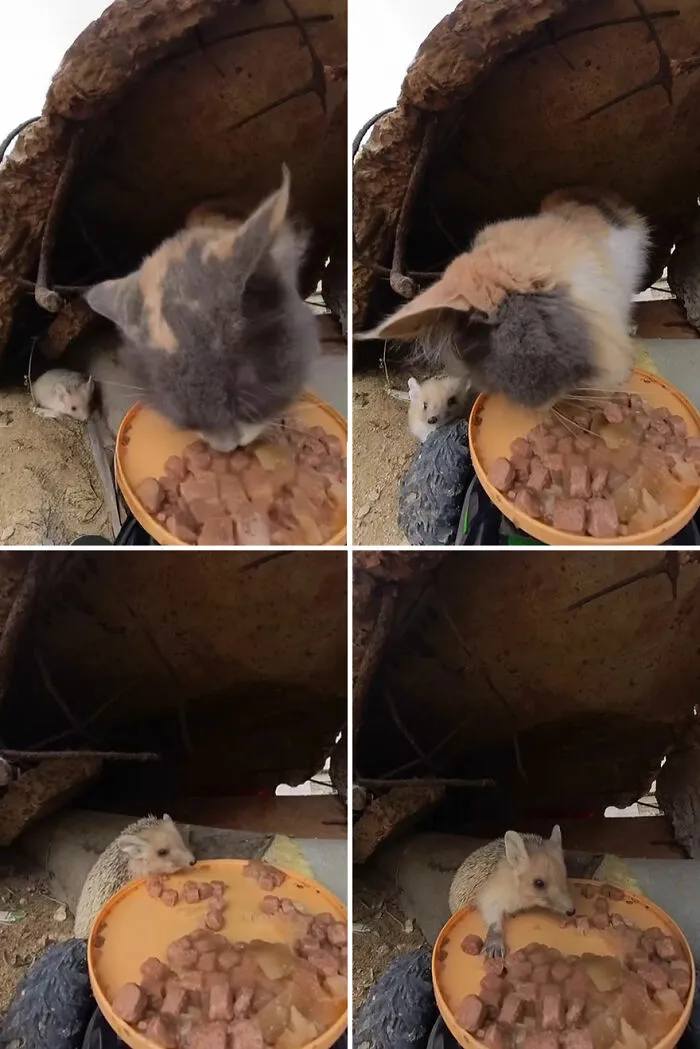 This Guy Has A Clever Way Of Feeding Strays That Might Melt Your Heart (50 Pics)