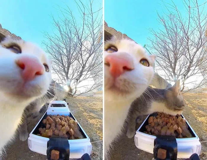 This Guy Has A Clever Way Of Feeding Strays That Might Melt Your Heart (50 Pics)