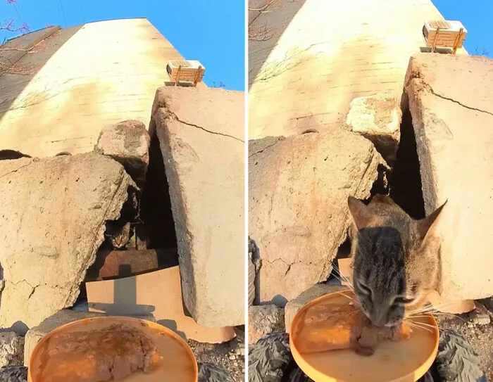 This Guy Has A Clever Way Of Feeding Strays That Might Melt Your Heart (50 Pics)
