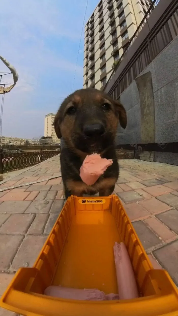 This Guy Has A Clever Way Of Feeding Strays That Might Melt Your Heart (50 Pics)