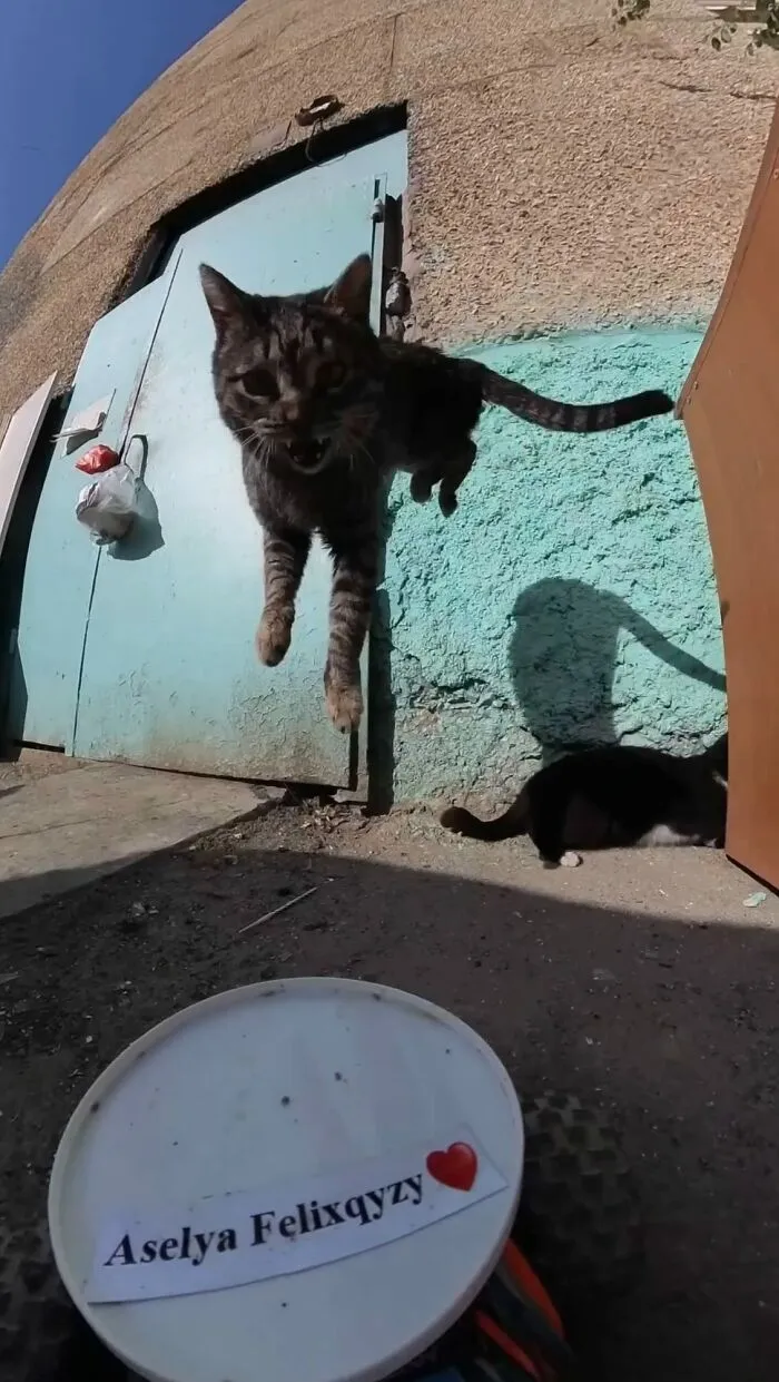 This Guy Has A Clever Way Of Feeding Strays That Might Melt Your Heart (50 Pics)