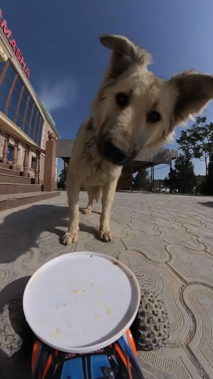 This Guy Has A Clever Way Of Feeding Strays That Might Melt Your Heart (50 Pics)