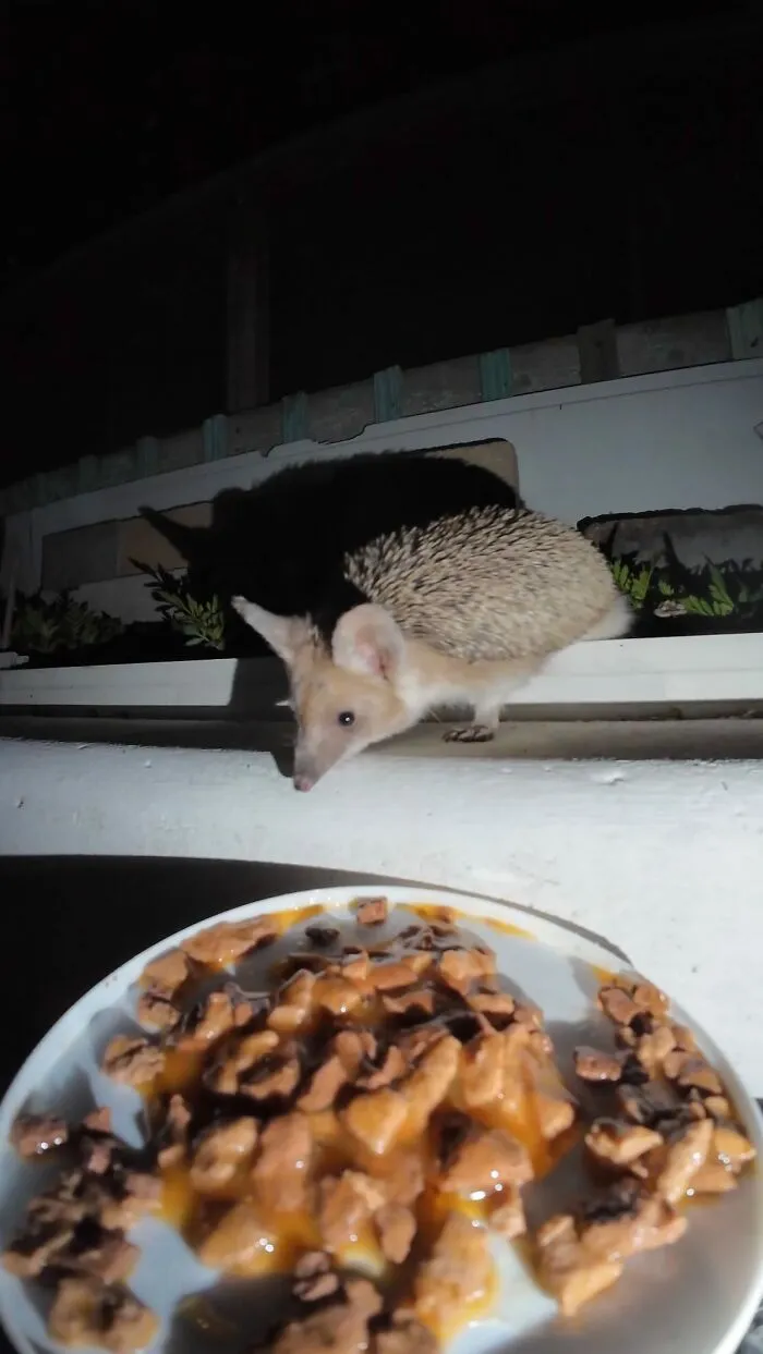 This Guy Has A Clever Way Of Feeding Strays That Might Melt Your Heart (50 Pics)