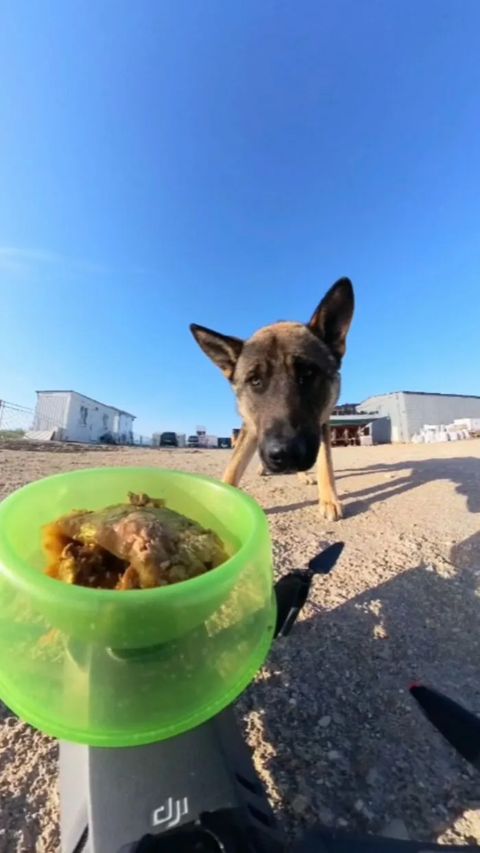 This Guy Has A Clever Way Of Feeding Strays That Might Melt Your Heart (50 Pics)