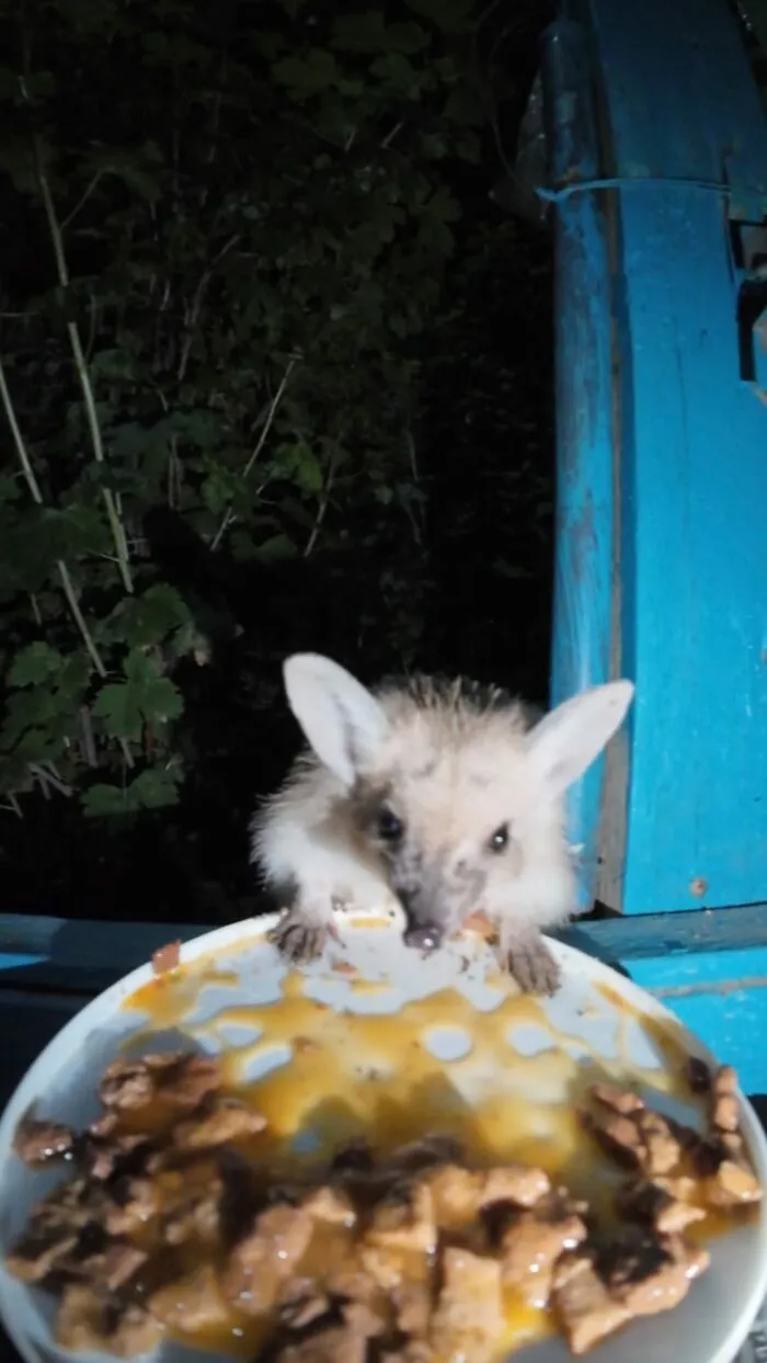 This Guy Has A Clever Way Of Feeding Strays That Might Melt Your Heart (50 Pics)