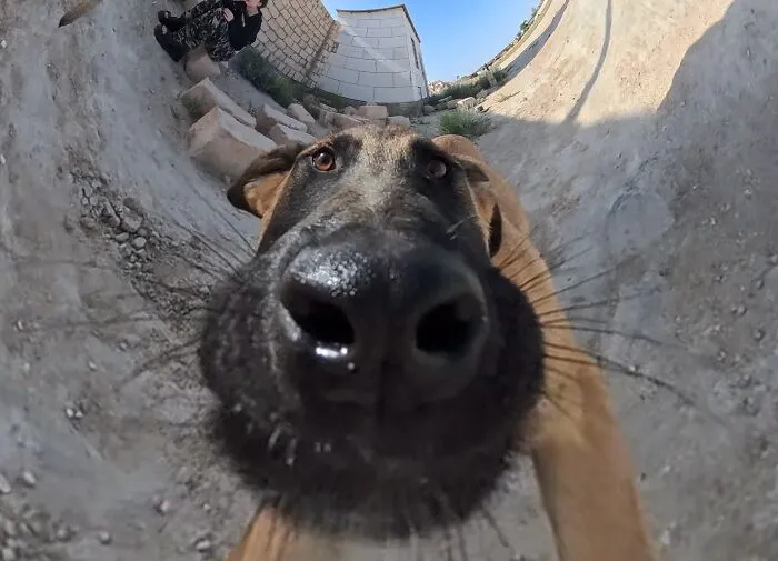 This Guy Has A Clever Way Of Feeding Strays That Might Melt Your Heart (50 Pics)