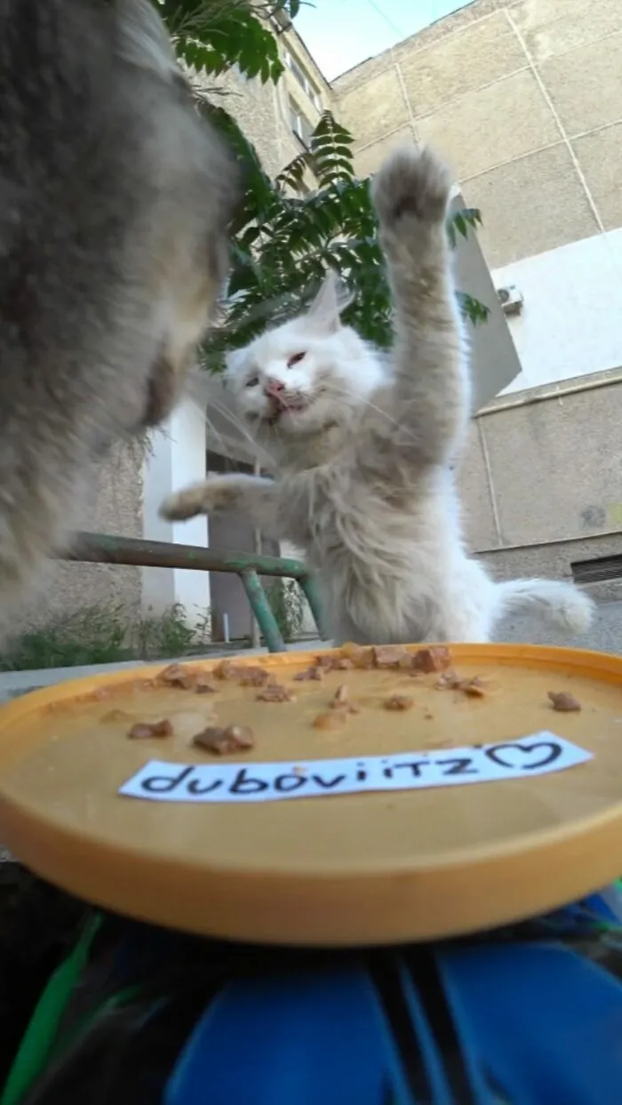 This Guy Has A Clever Way Of Feeding Strays That Might Melt Your Heart (50 Pics)
