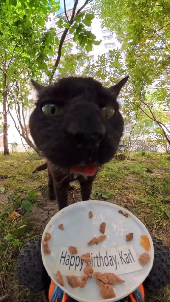 This Guy Has A Clever Way Of Feeding Strays That Might Melt Your Heart (50 Pics)
