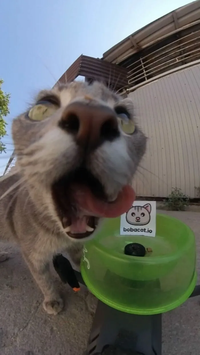 This Guy Has A Clever Way Of Feeding Strays That Might Melt Your Heart (50 Pics)