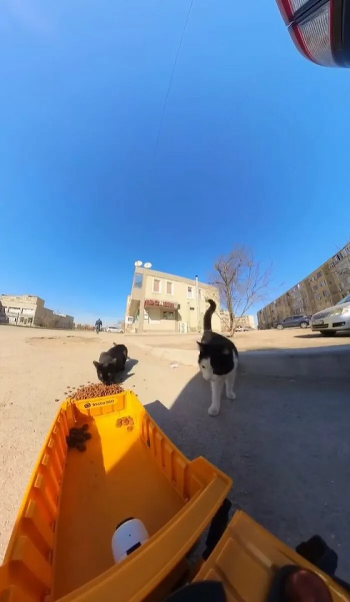 This Guy Has A Clever Way Of Feeding Strays That Might Melt Your Heart (50 Pics)