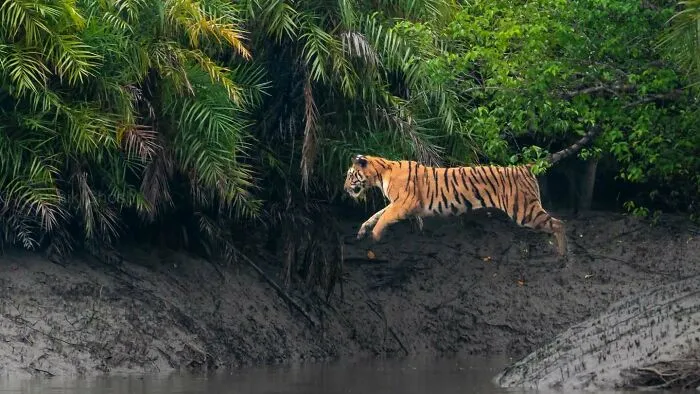 50 Remarkable Wildlife Photos By Kaushik That Capture Animals In Their Element