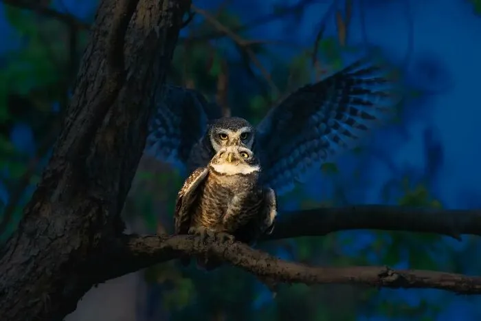 50 Remarkable Wildlife Photos By Kaushik That Capture Animals In Their Element