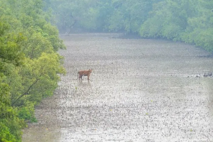50 Remarkable Wildlife Photos By Kaushik That Capture Animals In Their Element
