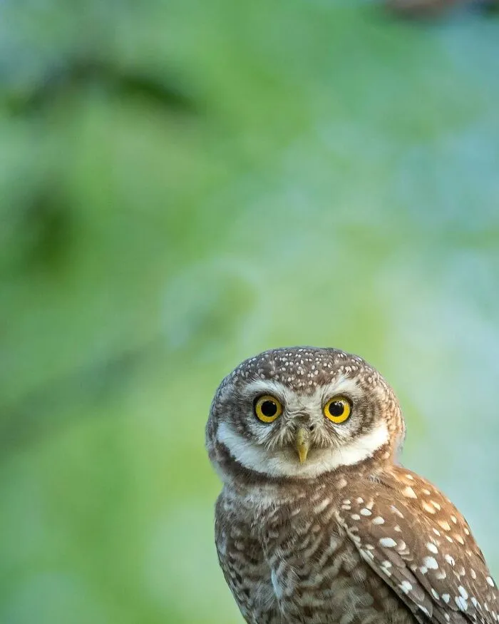 50 Remarkable Wildlife Photos By Kaushik That Capture Animals In Their Element