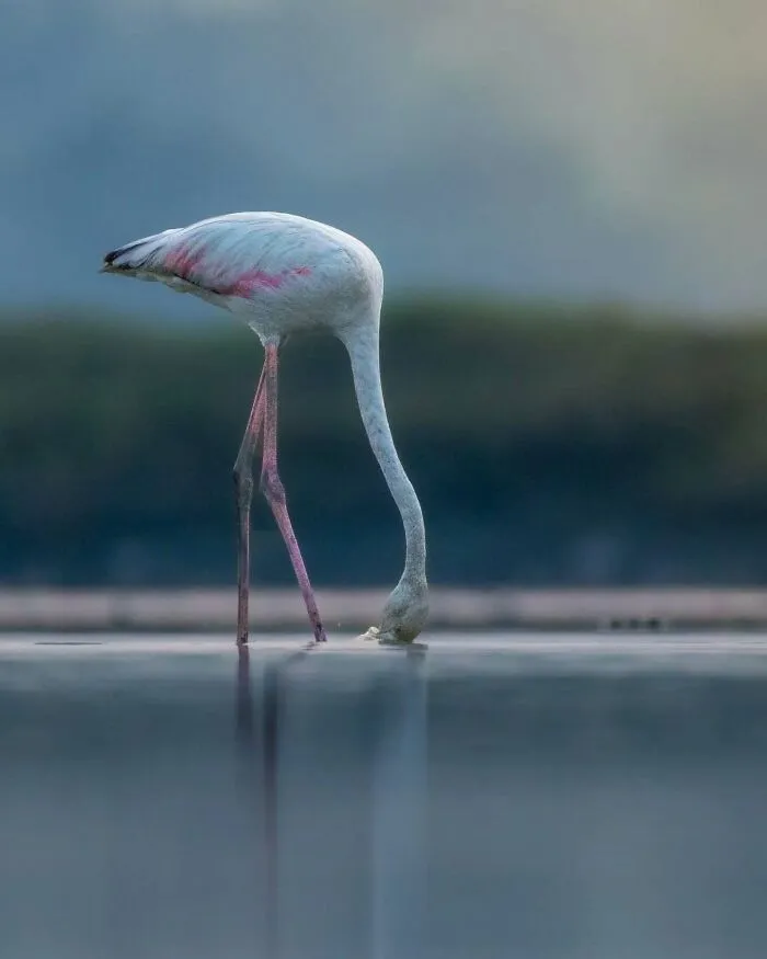 50 Remarkable Wildlife Photos By Kaushik That Capture Animals In Their Element