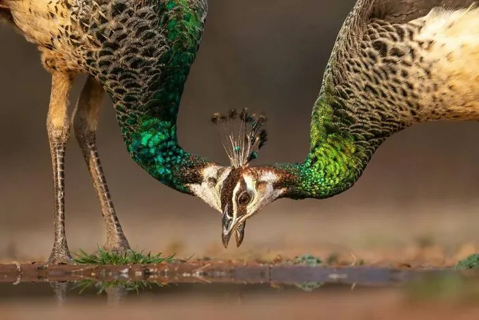 50 Remarkable Wildlife Photos By Kaushik That Capture Animals In Their Element
