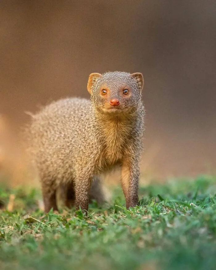 50 Remarkable Wildlife Photos By Kaushik That Capture Animals In Their Element