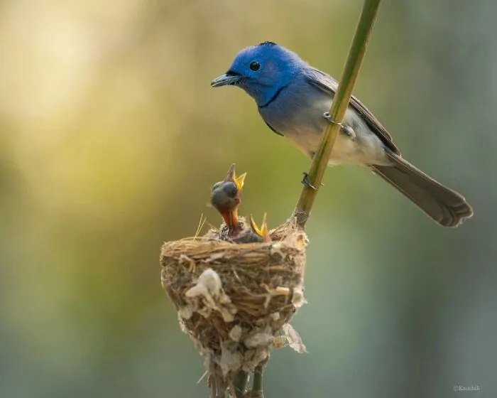 50 Remarkable Wildlife Photos By Kaushik That Capture Animals In Their Element