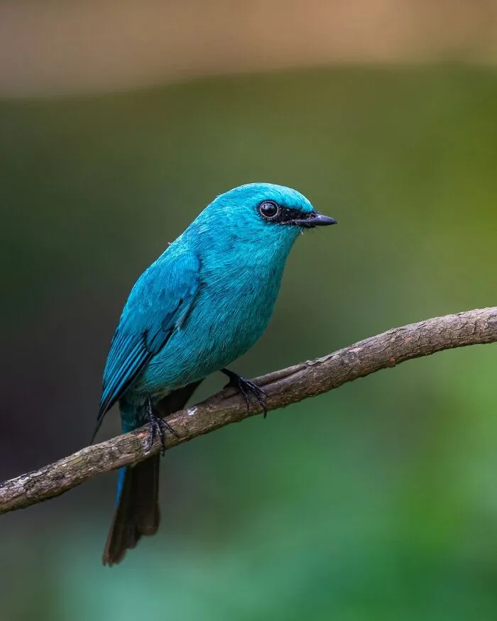 50 Remarkable Wildlife Photos By Kaushik That Capture Animals In Their Element
