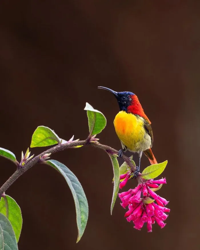 50 Remarkable Wildlife Photos By Kaushik That Capture Animals In Their Element
