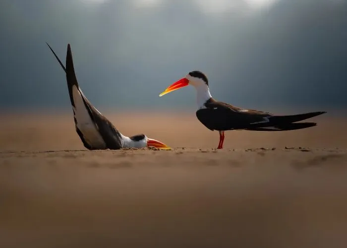 50 Remarkable Wildlife Photos By Kaushik That Capture Animals In Their Element
