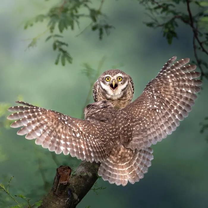 50 Remarkable Wildlife Photos By Kaushik That Capture Animals In Their Element