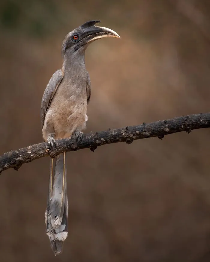 50 Remarkable Wildlife Photos By Kaushik That Capture Animals In Their Element