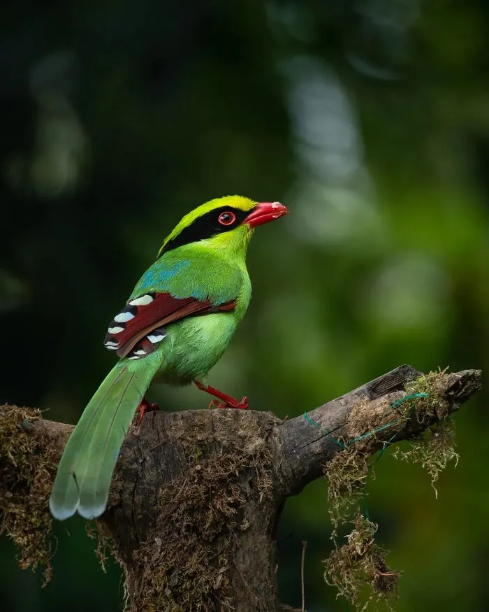 50 Remarkable Wildlife Photos By Kaushik That Capture Animals In Their Element