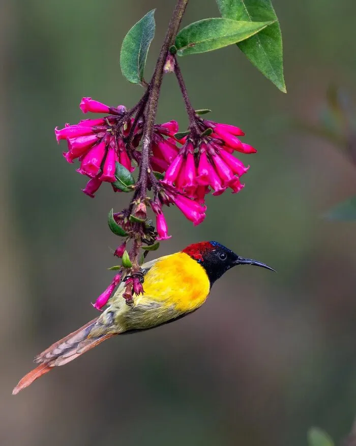 50 Remarkable Wildlife Photos By Kaushik That Capture Animals In Their Element