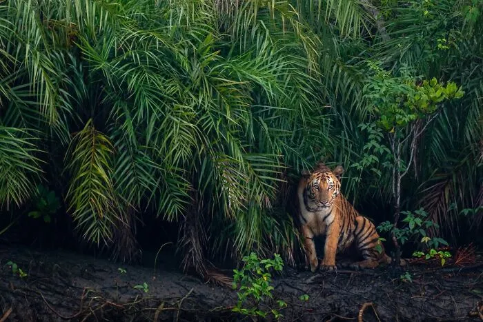 50 Remarkable Wildlife Photos By Kaushik That Capture Animals In Their Element