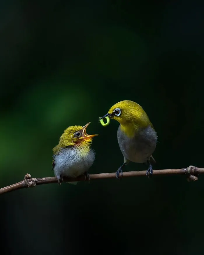 50 Remarkable Wildlife Photos By Kaushik That Capture Animals In Their Element