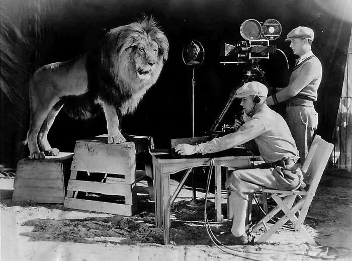 A Lion Being Recorded For The Beginning Of MGM Films