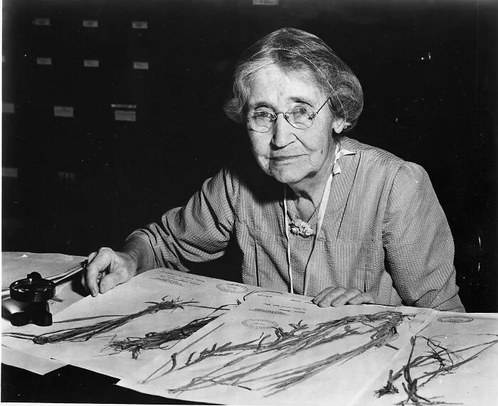 Mary Agnes Chase 