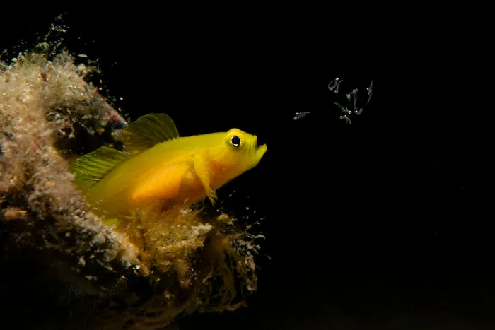 Wildlife Photographer Of The Year, 1st Place Winner Takumi Oyama