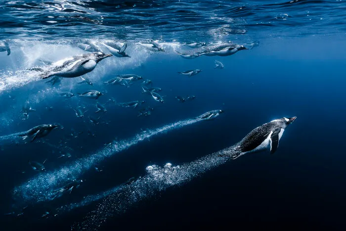 Wildlife Photographer Of The Year, Finalist Romain Barats