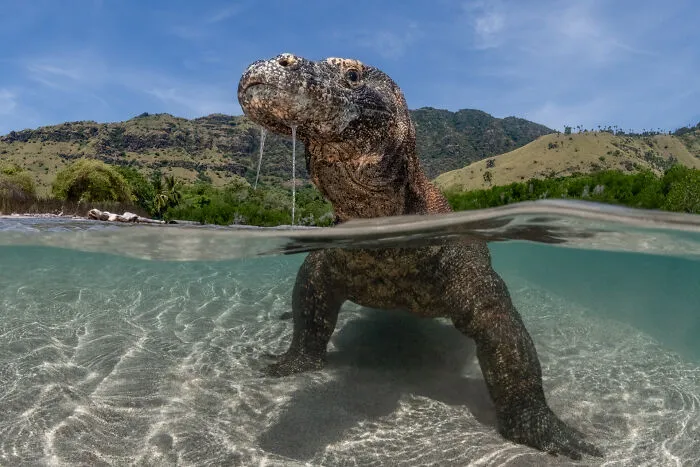 Wildlife Photographer Of The Year, Finalist Suliman Alatiqi