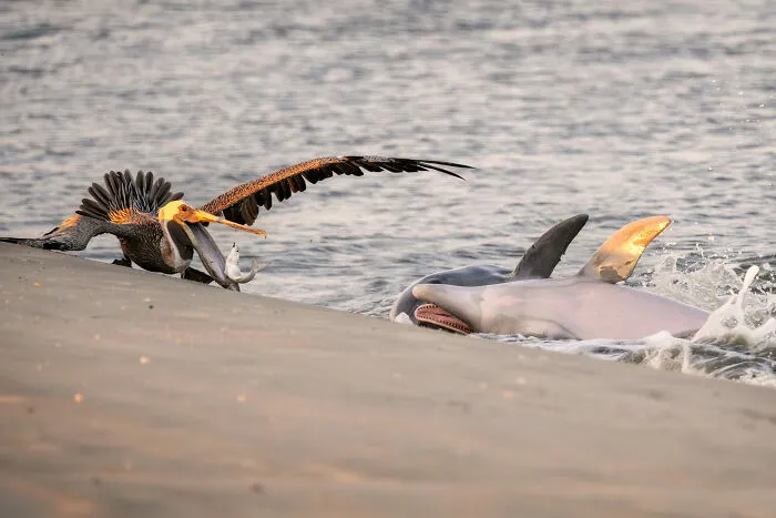 Wildlife Photographer Of The Year, Finalist Kat Zhou