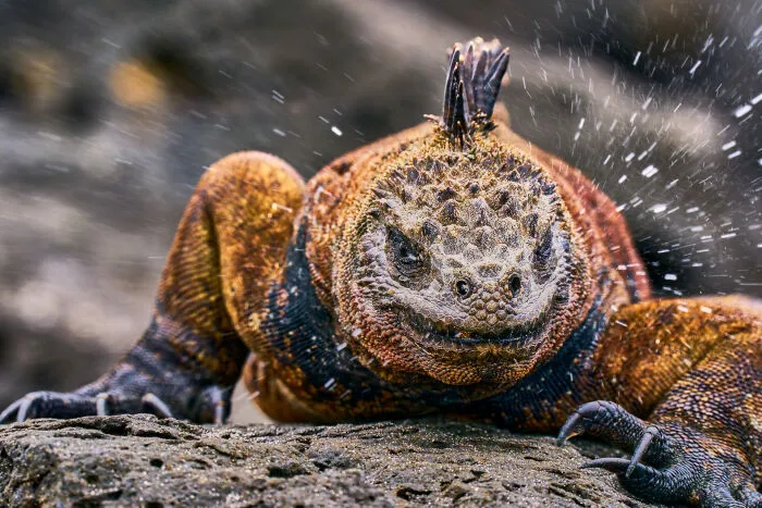 Wildlife Photographer Of The Year, Finalist Arturo De Frias