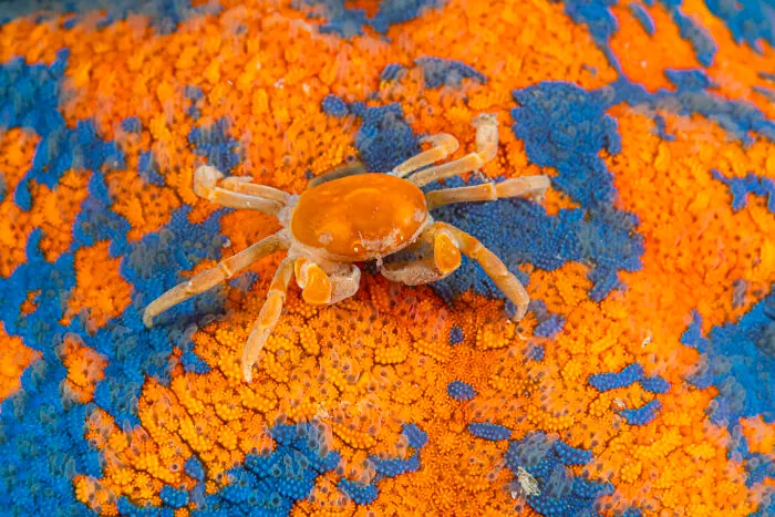 Wildlife Photographer Of The Year, Finalist Andrey Shpatak