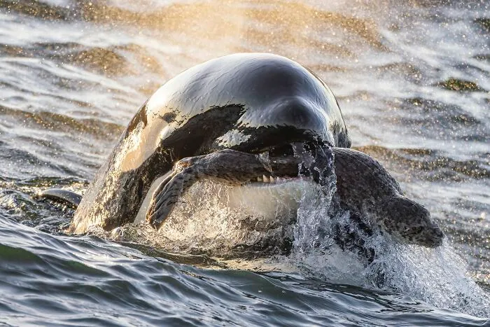 Wildlife Photographer Of The Year, 2nd Place Winner Yifan Ling