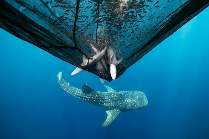 Conservation (Impact) Photographer Of The Year, 2nd Place Winner Daniel Flormann
