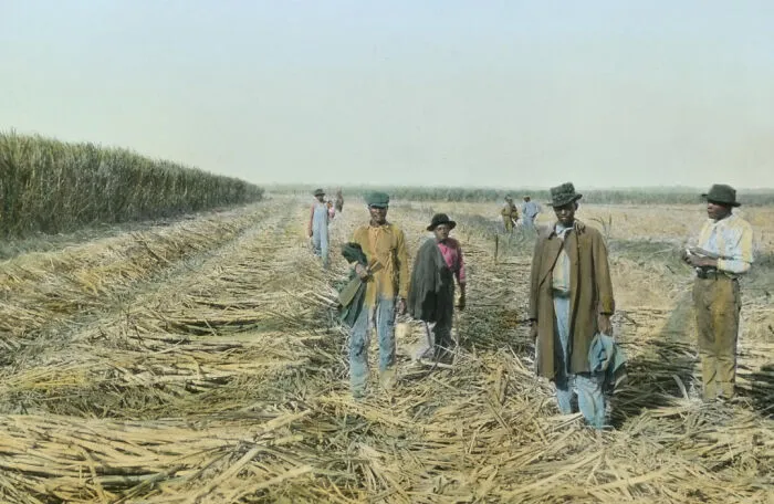 Men Cutting Sugar Cane, Reserve Refining Company, Reserve, Louisiana, 1922