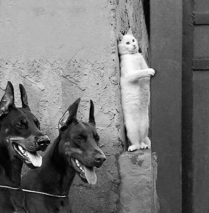 50 Street Photos That Prove Timing Is Everything, As Shared On This Instagram Page