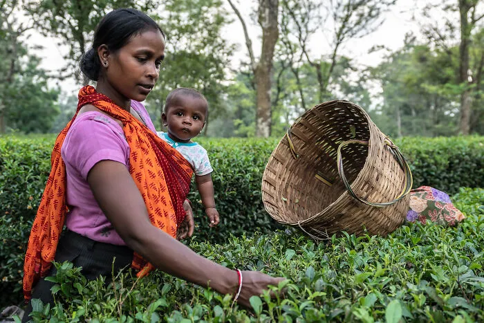 The Tea Pickers Of Palampur (And Their Children), India