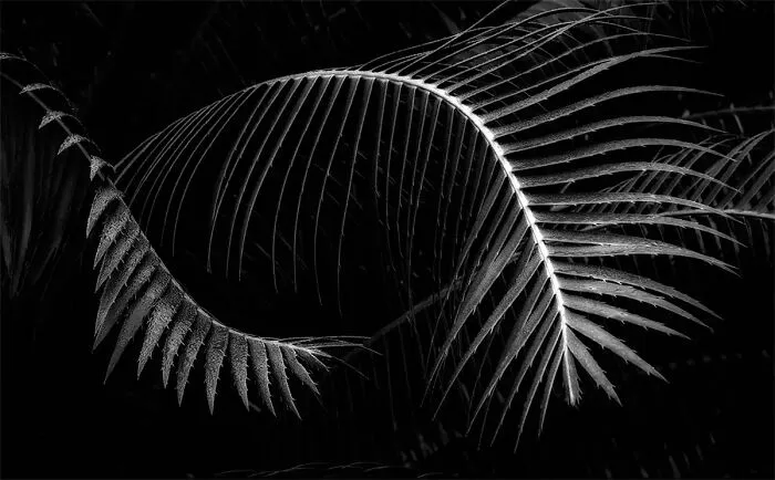Mobius, From The Series 'Leaf Forms' © Beamie Young