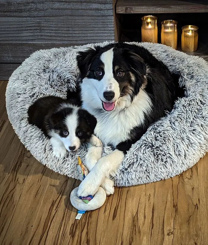 “Seeing Double Edits”: 34 Animals Meet Their Younger Selves In Adorable Photo Edits