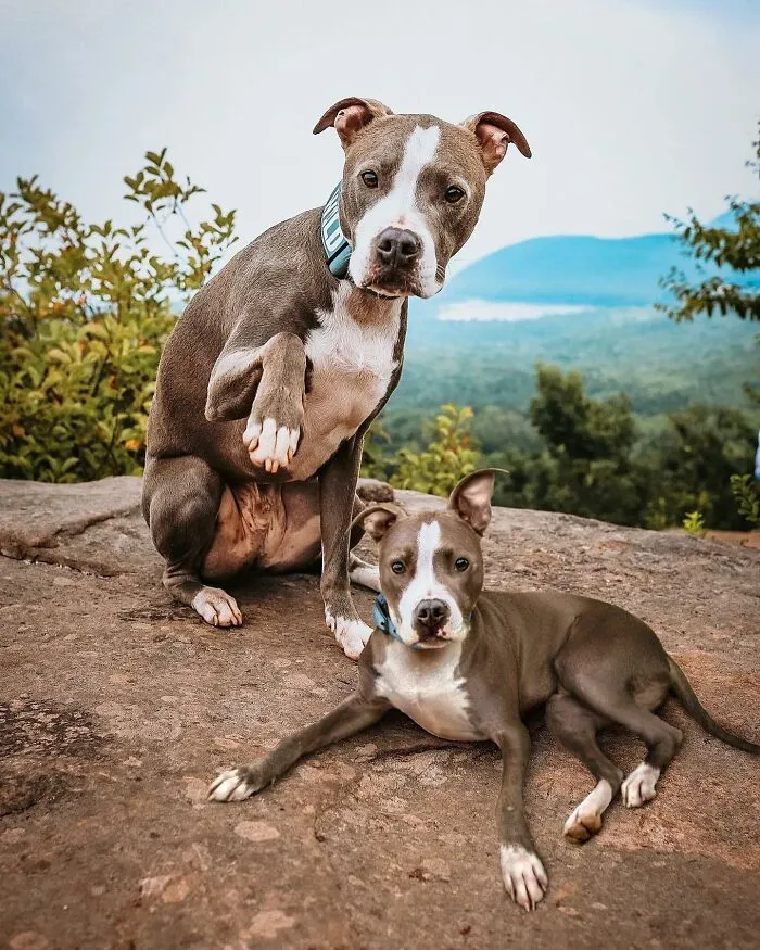“Seeing Double Edits”: 34 Animals Meet Their Younger Selves In Adorable Photo Edits