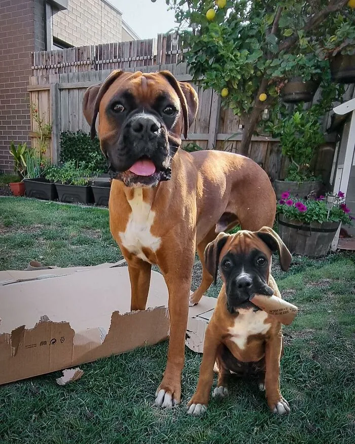“Seeing Double Edits”: 34 Animals Meet Their Younger Selves In Adorable Photo Edits