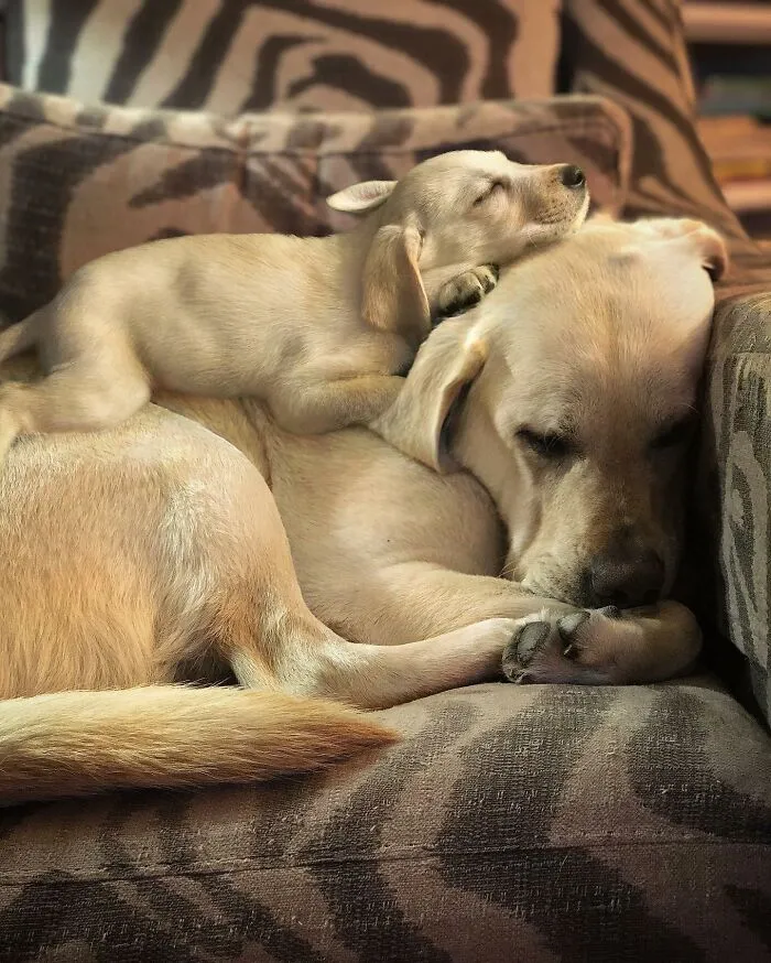“Seeing Double Edits”: 34 Animals Meet Their Younger Selves In Adorable Photo Edits
